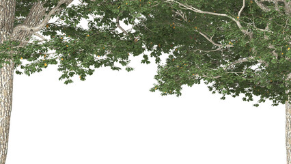 Various types of tree branch plants bushes shrub and and small plants isolated	
