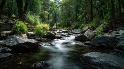 Tranquil Stream in a Lush Forest