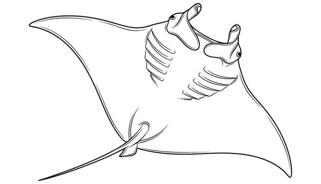Detailed line art drawing of a majestic manta ray swimming with its mouth open and gill slits visible showcasing graceful fins and a pointed tail ocean life sea creature marine animal