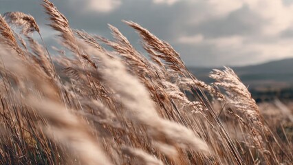 Windy Field of Wheat