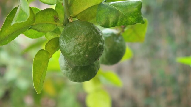 Kaffir lime, organic, cooking, health care, beauty, garden.