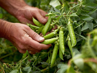 オーガニック畑で収穫される新鮮なグリーンピース