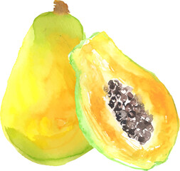 水彩で描いた黄パパイヤのイラスト