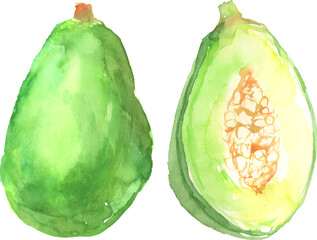 水彩で描いた青パパイヤのイラスト　ベクター
