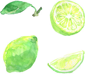 水彩で描いたライムのイラスト　ベクター