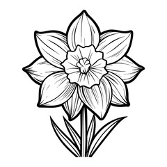 Obraz premium Daffodil