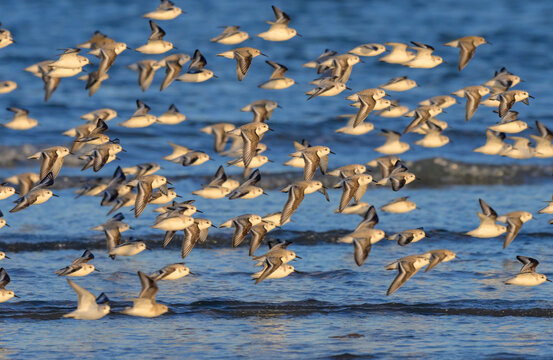 A flock of sanderlings (Calidris alba) flying over ocean coast during migration, Galveston, Texas, USA.
