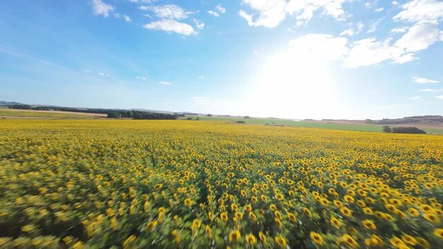 Cinematic aerial descent from hillside to sunflower field in Tandil at sunset. 4K drone flyover towards the sun