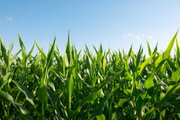 Obraz premium Lush Cornfield Reaching Toward the Horizon Under Clear Blue Sky
