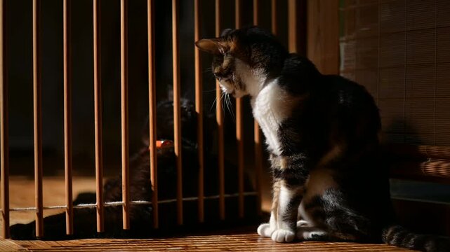 仲良くひなたぼっこするキジ猫と黒猫