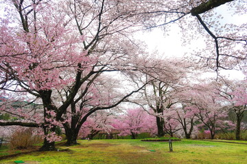 Obraz premium 春爛漫、桜に包まれる公園