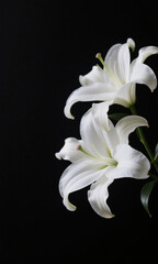 Fototapeta premium Elegant black background with detailed white lily flowers decorating the right side of the image, soft lighting, high contrast, minimalist and luxurious aesthetic, balanced composition, high resolutio