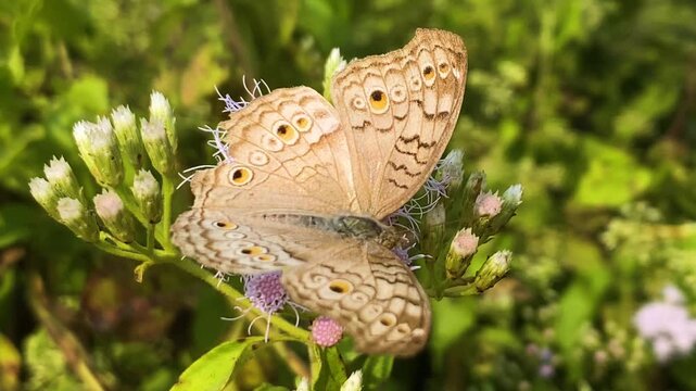 Grey pansy butterfly Junonia atlites perched on purple siam weed flower Bangladesh, detailed macro.