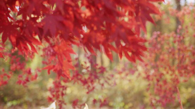 Autumn nature. Vibrant red and orange foliage. Autumn beauty. Maple leaves in sunlight. Autumn fall by golden nature. Fall nature colors. Golden fall movement. Autumn seasonal design. Fall leaves