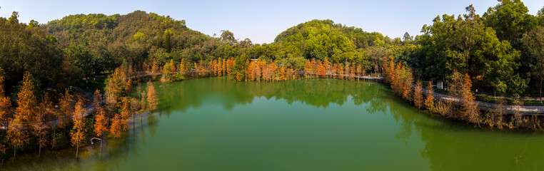 Obraz premium Bald Cypress trees in Jinzhong lake of Zhongshan