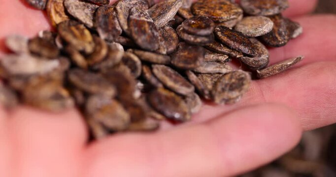 hold dried watermelon seeds during storage to prepare and plant seedlings before the next season, spotted dry brown hard watermelon seeds for a new crop of food