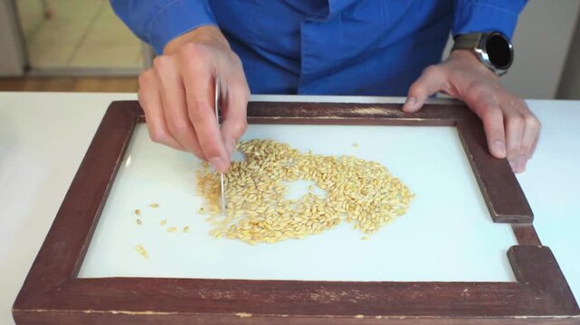 A lab technician analyzes grain barley on a sorting board, detecting foreign matter. Technical analysis of cereals. Grain laboratory.
