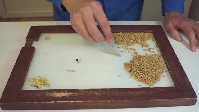 Timelapse. A lab technician analyzes grain on a sorting board, detecting foreign matter. Technical analysis of cereals. Grain laboratory.
