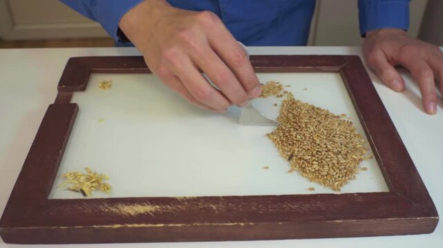A lab technician analyzes grain on a sorting board, detecting foreign matter. Technical analysis of cereals. Grain laboratory.
