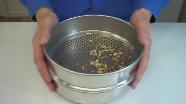 A laboratory technician sifts wheat through a round-mesh sieve to identify large foreign matter. Video speeds vary. Technical analysis of grains. Grain laboratory.
