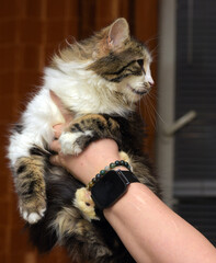 A fluffy, long-haired tabby kitten is held by a person. Close-up: expressive profile, soft, thick...