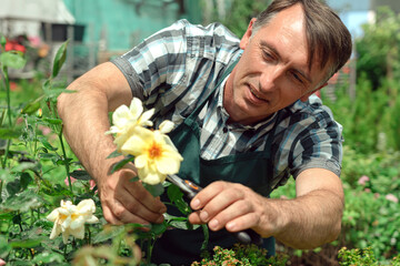 Fototapeta premium Gardener landscaping and taking care of beautiful roses