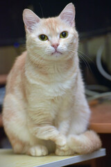 Obraz premium A light-red cat with expressive green-yellow eyes sits on the table. 