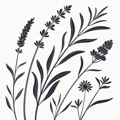Fototapeta premium Herbal Botanical Vertical Research Layout – Premium Packaging Story 1