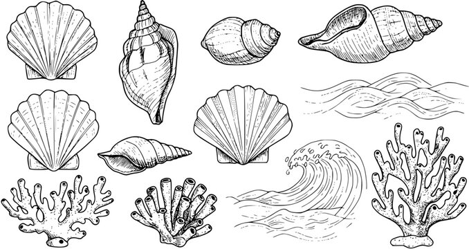 Hand-drawn collection of marine elements: seashells, scallops, conch, coral, and ocean waves. Vintage sea life sketch set.