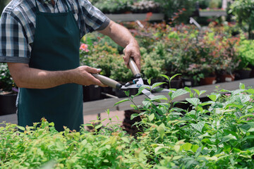 Naklejka premium Man with garden shears cutting bushes and trees in the garden