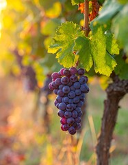 Close-up of a bunch of grapes in a vineyard, backlit by sunlight