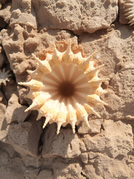 Sun-bleached skeleton of a sea urchin on petrified, fossil rocks. Relicts of marine life at the Red Sea.