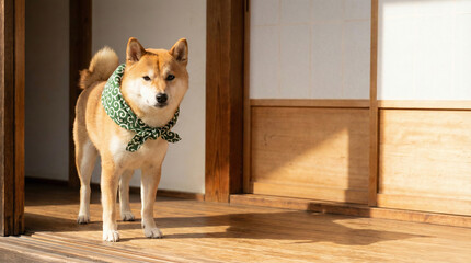Shiba Inu Standing on the Veranda (Engawa) of a Japanese House - Traditional Interior with Arabesque Bandana