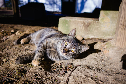 Cat in the Dirt