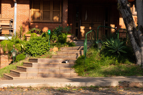 Asunci&oacute;n, Paraguay, Gato descansando en escaleras afuera de casa.