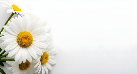 Obraz premium White daisy flowers bouquet on a clean bright white background with ample copy space. Beautiful minimalist spring or summer floral template.