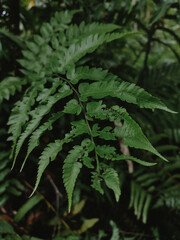 Fresh Green Fern Leaves in Tropical Forest Close Up