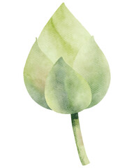 Watercolor Lotus Bud Illustration