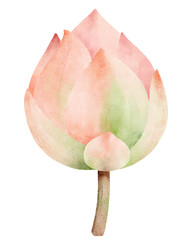 Watercolor Illustration of a Pink Lotus Bud