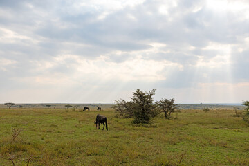 Dramatic sunset clouds over Wildebeest in the Masai Mara National Park in Kenya Africa KEN