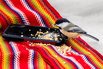 A black-capped chickadee eating birdseed from a smartphone screen placed on a traditional red Ceinture Flechee scarf in the snow. © Michael Connor Photo