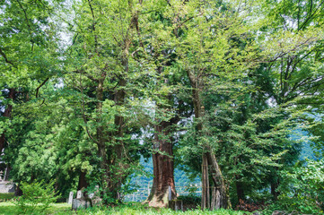 新潟　諏訪社の大杉（湯沢町）