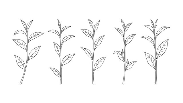 Collection of tea leaf branches and sprigs illustrated in minimalist black and white line art style for natural product design.