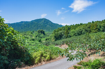 新潟　角田山山麓の景色