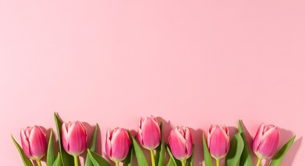 Fototapeta premium A row of pink tulips arranged on a pastel pink background from a top-down viewpoint