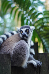 Obraz premium Close-up of Lemur Sitting and Turning Its Head at Australia Zoo
