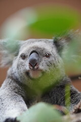 Awake Koala Portrait with Blurred Leaves in Foreground at Australia Zoo © Nahisoka