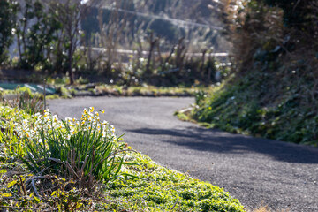 朝日に輝く水仙