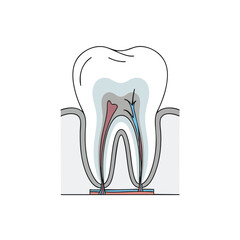 Detailed Cross Section of a Healthy Tooth and Root Anatomy for Dental Educational Content