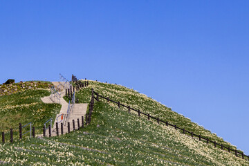 青空に映える丘の水仙